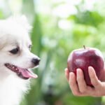 Can Dogs Eat Apples