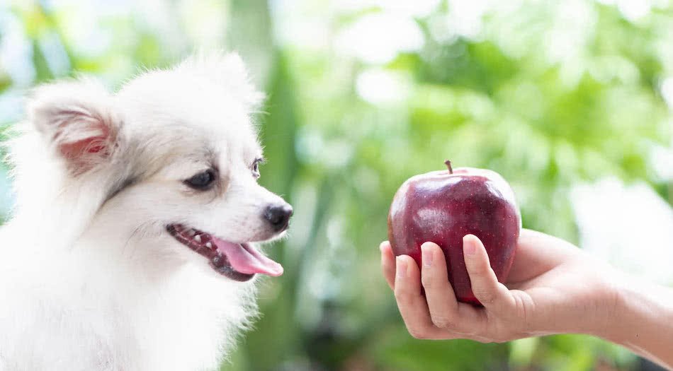 Can Dogs Eat Apples