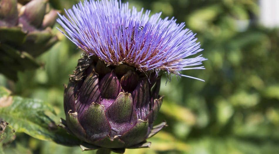 can dogs eat artichoke thistle