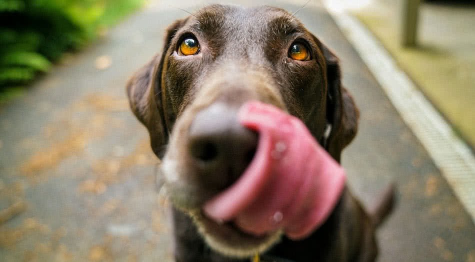 can dogs eat artichoke