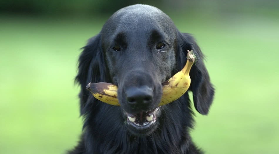 can dogs eat banana peel