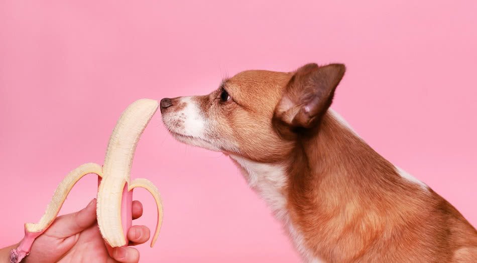 can dogs eat bananas