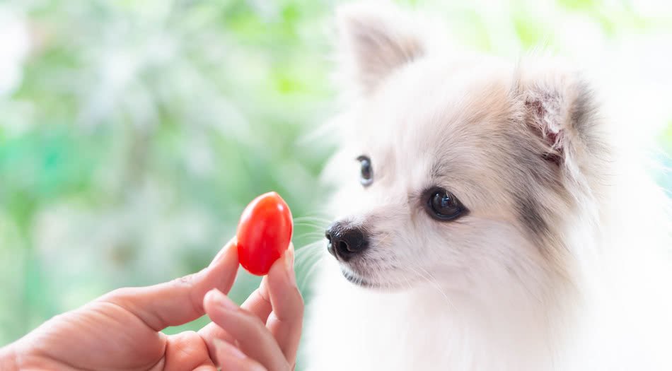 can dogs eat cherry tomatoes