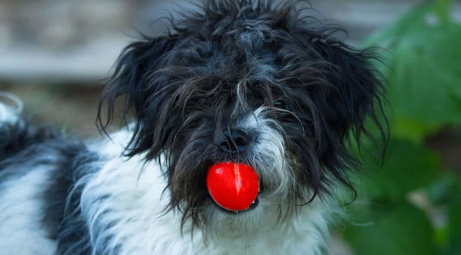 can dogs eat tomatoes