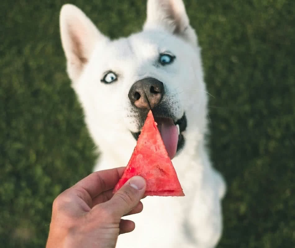 Can Dogs Eat Watermelon Pips