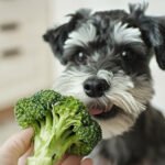 Can Dogs Eat Broccoli