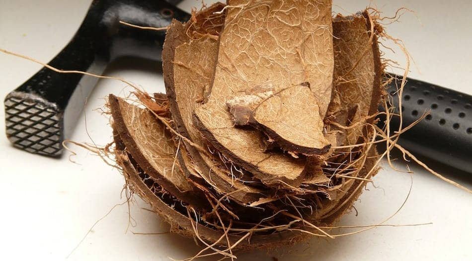 Can Dogs Eat Coconut Coconut Shells