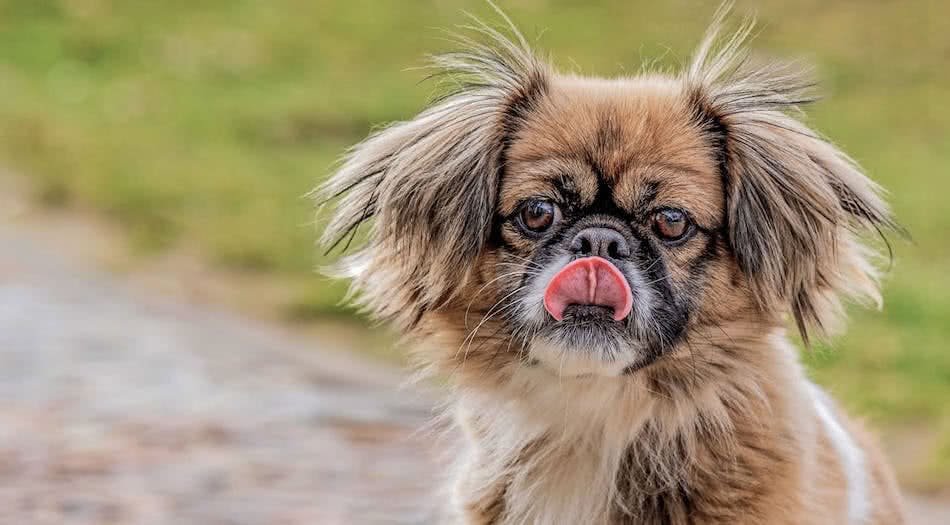 Can Dogs Eat Coconut