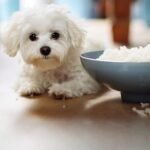 Can Dogs Eat Rice