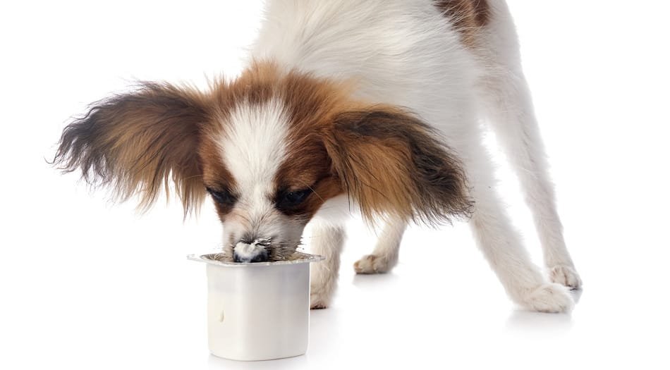 Plain Yogurt Is Best For Dogs