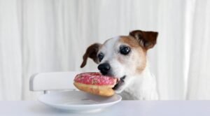 Can Dogs Eat Donuts