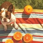 Can Dogs Eat Oranges