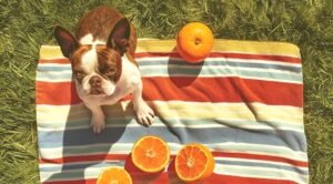 Can Dogs Eat Oranges