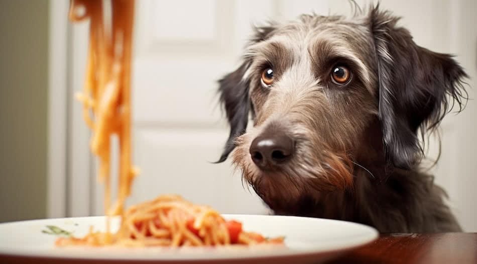 Can Dogs Eat Pasta