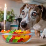 Can Dogs Eat 1 Gummy Bear